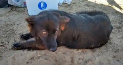 Busca a “La Negra”