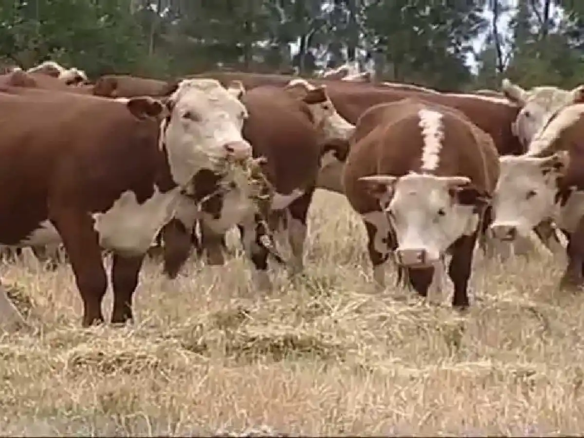 Abigeato de vacunos en la zona rural de Susana
