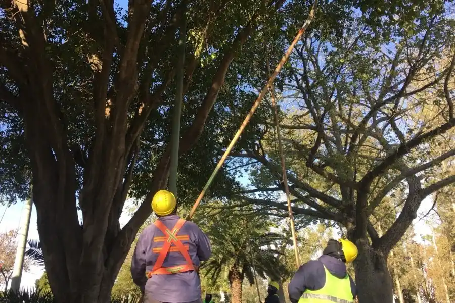 Mantenimiento del arbolado urbano: información sobre poda