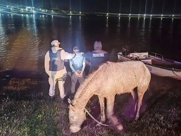 Prefectura frustró contrabando de equinos que cruzaban el río Uruguay