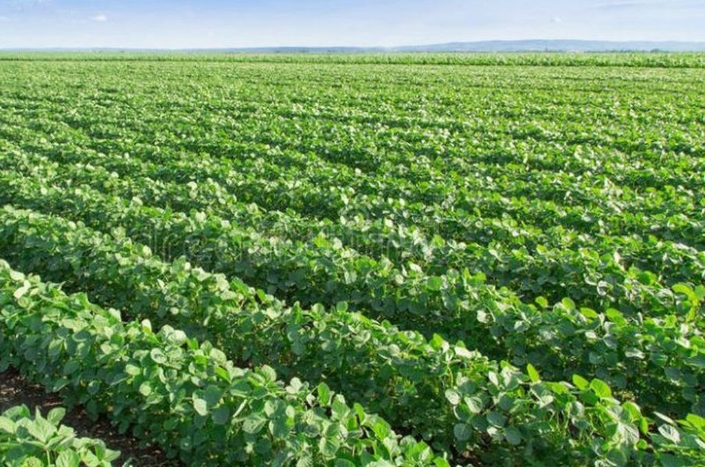 Suben los precios de la soja y el maíz en el Mercado de Chicago