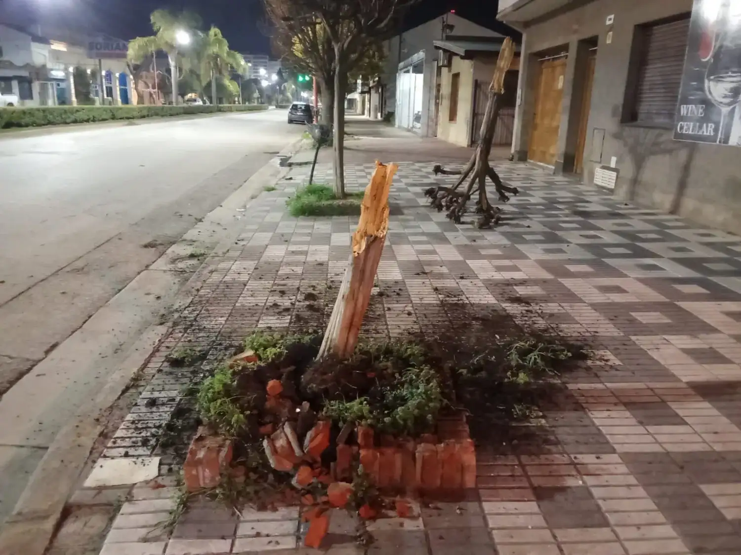 Arbol