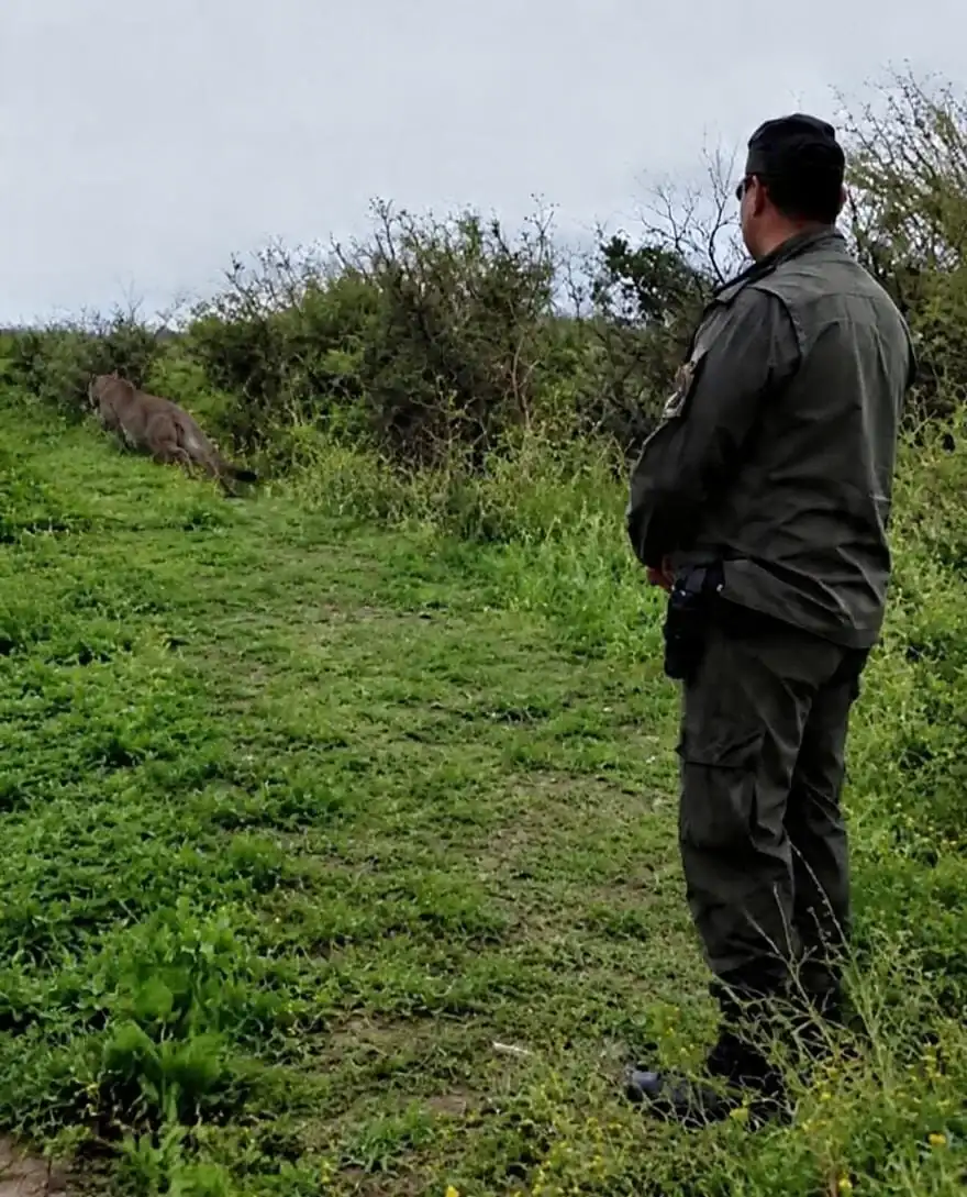 Alerta en María Luisa: así fue el impactante rescate de un puma que deambulaba por la vía pública - 2