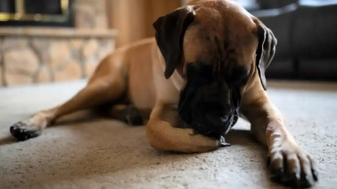 Lamido excesivo puede indicar alergias o irritaciones en los perros.