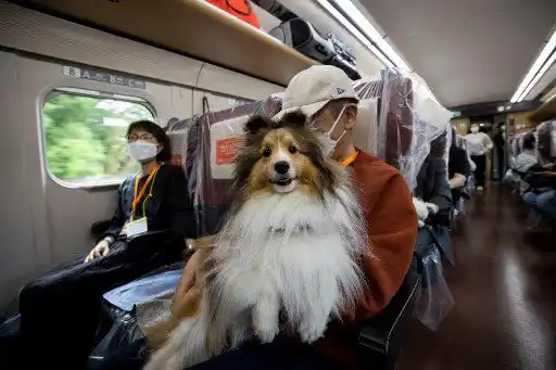 ¡SENTADOS Y SIN JAULAS! Así viajan los perros en tren bala de Japón