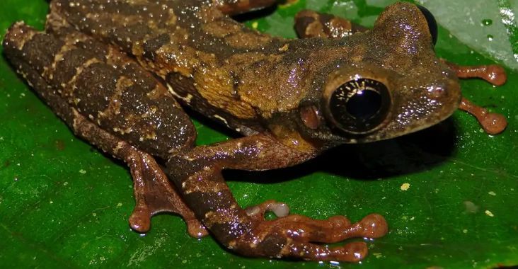 La nueva especie se distingue "por su vientre color crema, con manchas y motas marrón chocolate y su renacuajo presenta una boca muy grande".
