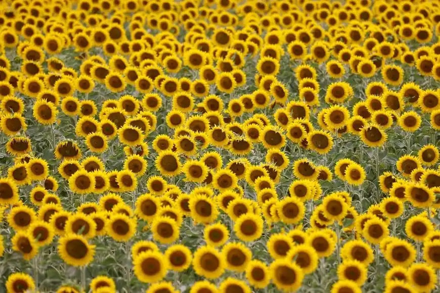 El avance de cosecha se concentró en los departamentos del norte santafesino