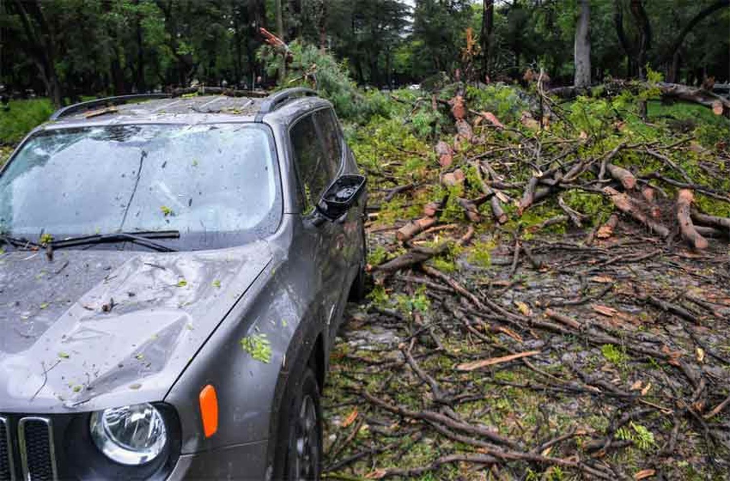 Tras el temporal en Rosario, hubo más de 100 reclamos por caída de árboles y cortes de cables: «Seguiremos en alerta amarillo»