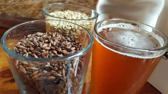 Aseguran que por el cambio climático habrá escasez de cerveza en el mundo