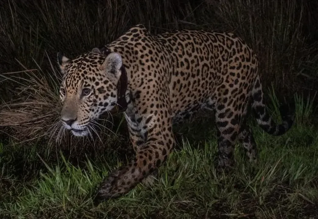 Takajay, el yaguareté que se suma al Parque Nacional Iberá