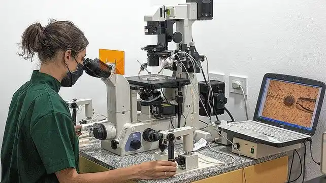 Argentina, en camino a producir animales para trasplantes de órganos