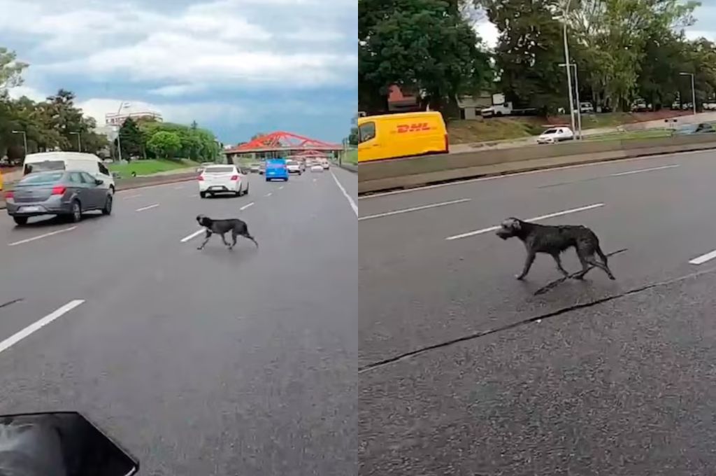 La situación quedó registrada en un video.