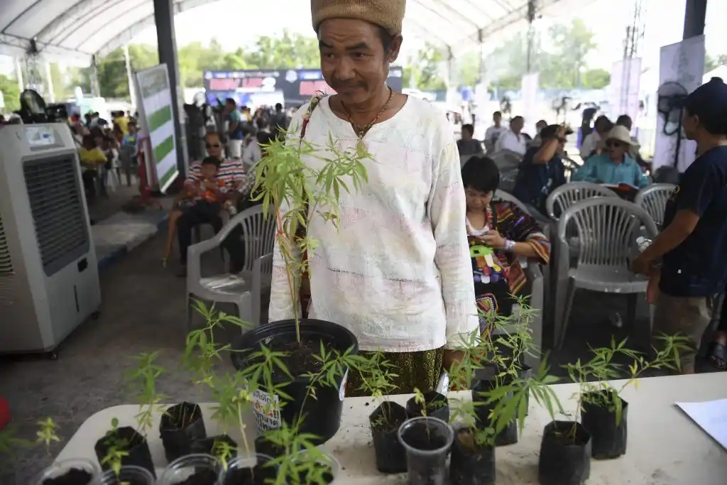 Tailandia vivió su primera fiesta de la marihuana tras la legalización para uso médico
