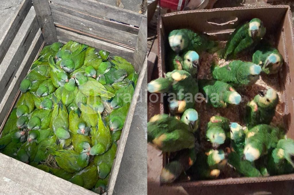 Rescataron decenas de loros y cotorras que habían publicado a la venta en redes sociales