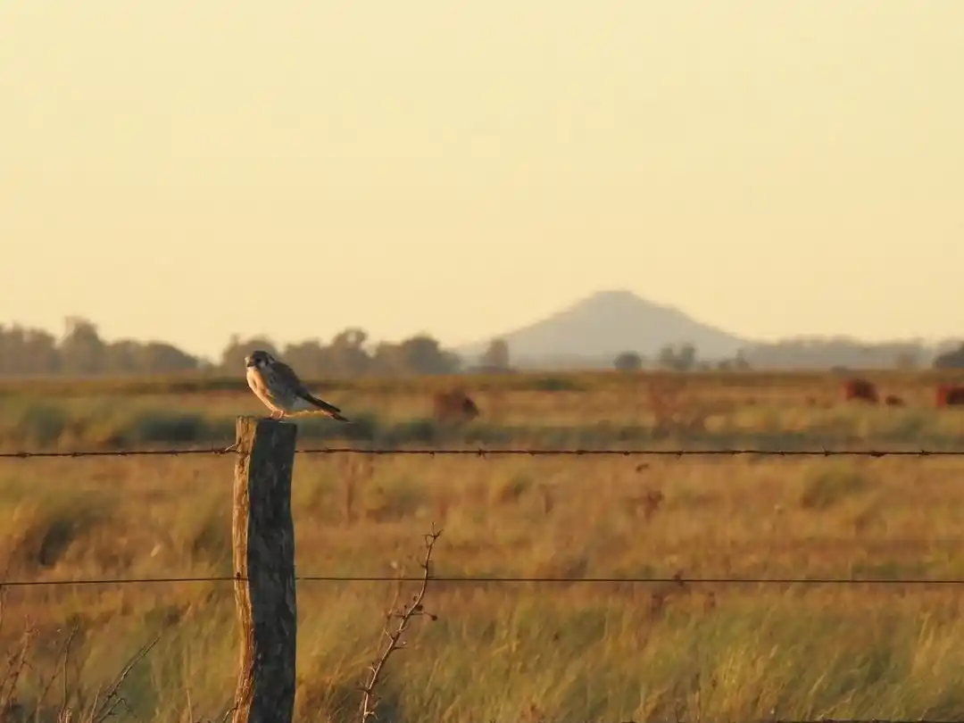 observación. Se realizará una caminata para descubrir aves locales