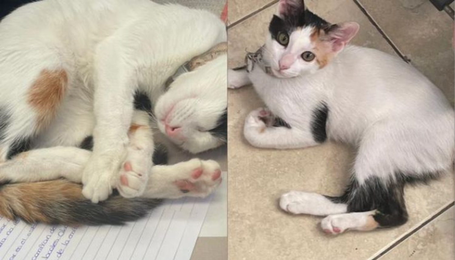 Buscan a la pequeña gatita Mía