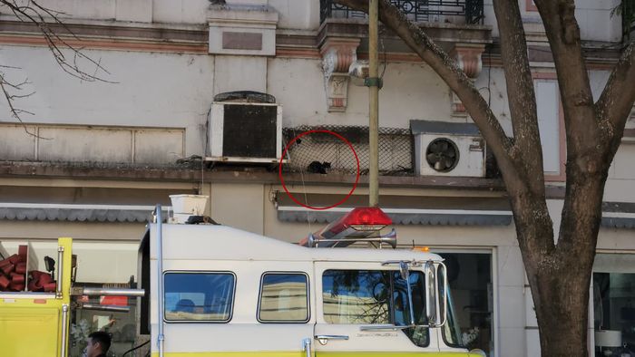 gatita dadia encontrada en el centro - 2