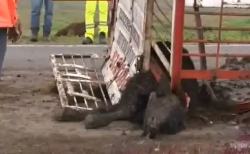 Video: Unas quince vacas murieron al volcar un camión jaula 