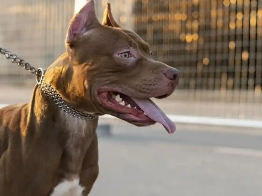 ataque de pitbull en monte vera 3