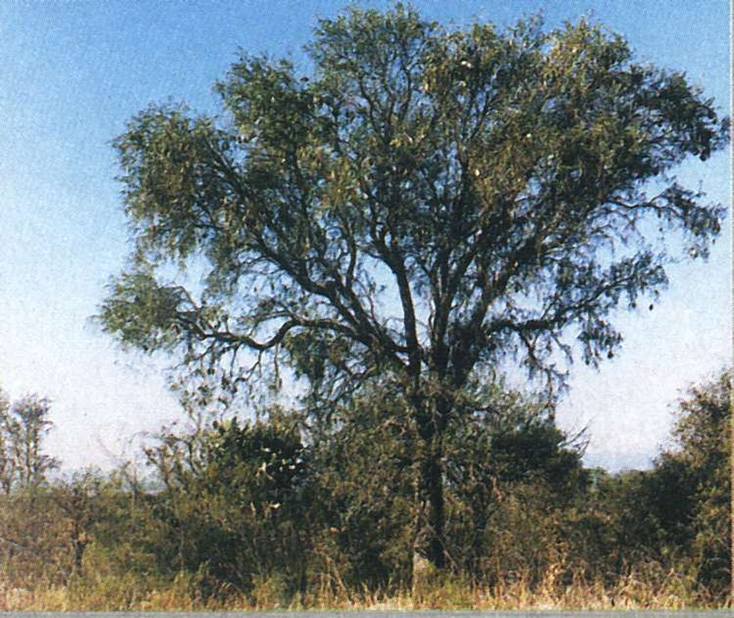 Flora autóctona hoy: Aspidosperma quebracho-blanco