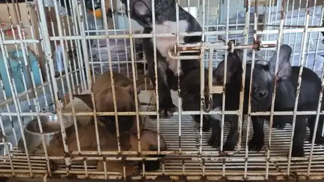 Rescatan 146 perros en dos criaderos de Córdoba y Toledo.