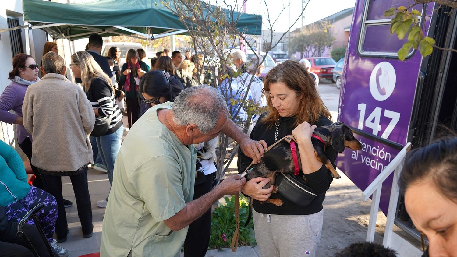 Vacunación. Para los animales