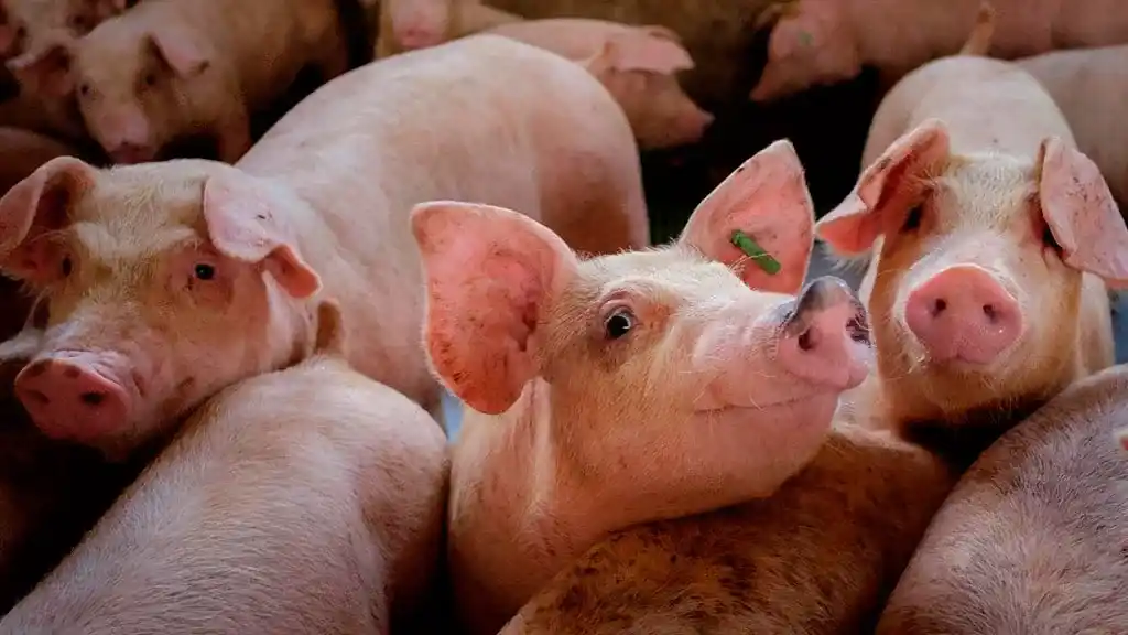 La carne de cerdo se consolida como protagonista en la mesa de los argentinos