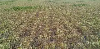 Piden declarar la emergencia agropecuaria en Gualeguay, Gualeguaychu e Islas

