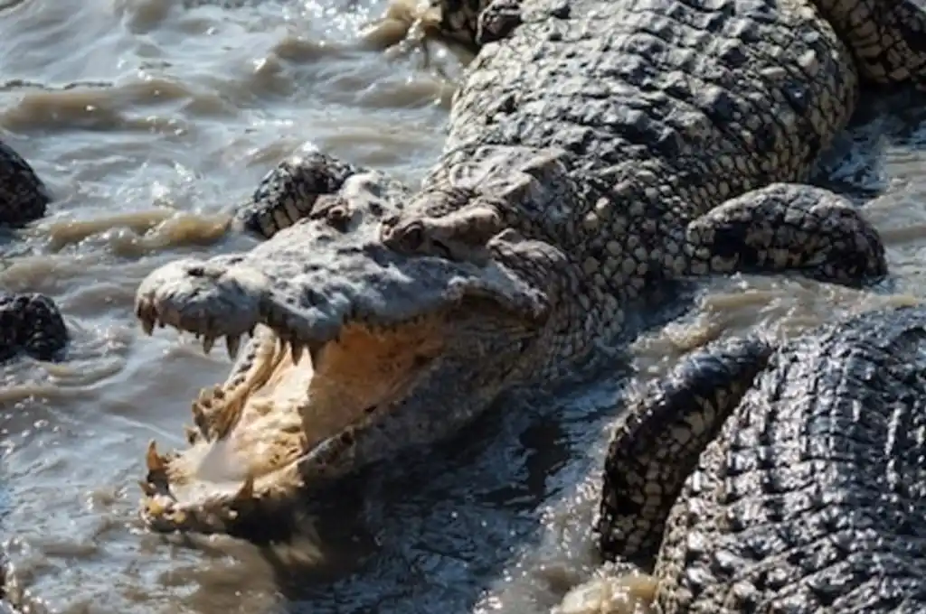 El cuerpo del niño presentaba heridas graves y mordeduras en todo el cuerpo.