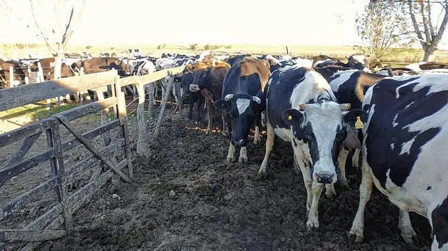 La producción en los tambos cayó un 20% por el calor