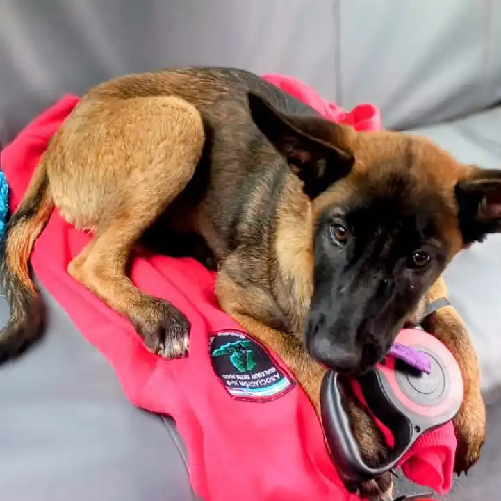 La Asociación K9 incorporó a Yara, una nueva cachorra destinada a la búsqueda de restos humanos