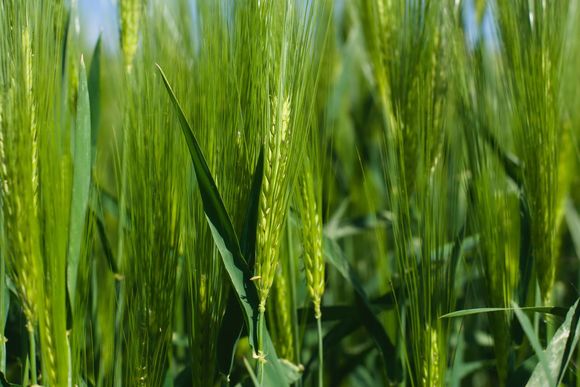 Trigo: con estrategias de control evitaron pérdidas de 700 kg/ha por enfermedades