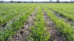 Entre Ríos registra la mayor siembra de trigo