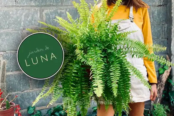 Secretos veraniegos para el cuidado de plantas y control de plagas: "Generalmente es la época en dónde más suelen aparecer"