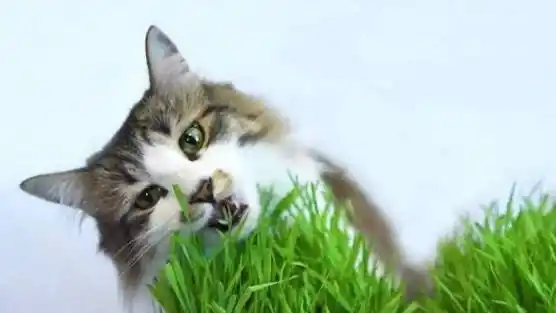 En algunos casos, las mascotas comen pasto sin que esto genere consecuencias negativas, pero es importante prestar atención a ciertos detalles.