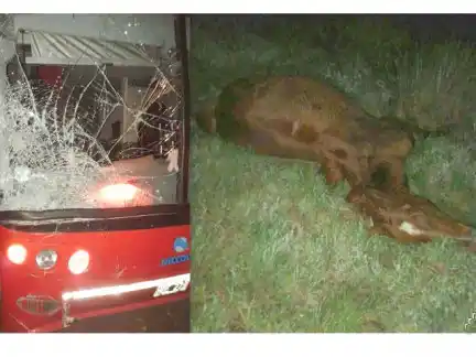 Un colectivo impactó contra un caballo suelto sobre Ruta 20