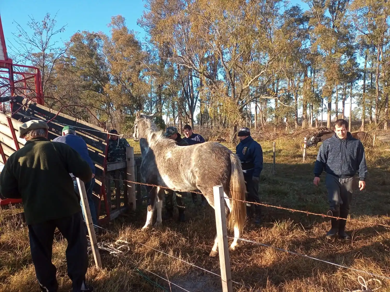 Restitución de caballos en La Tosquera: de a cinco, los vecinos del barrio cumplen con el trámite en la Policía Rural
