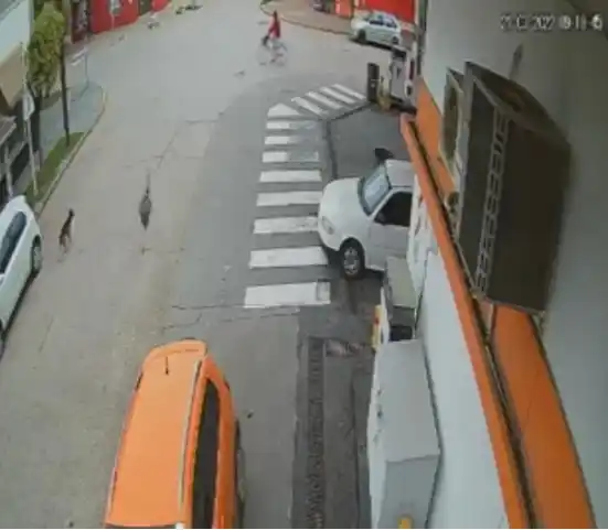 Insólito: Un ñandú chocó a un ciclista en el municipio de General Paz