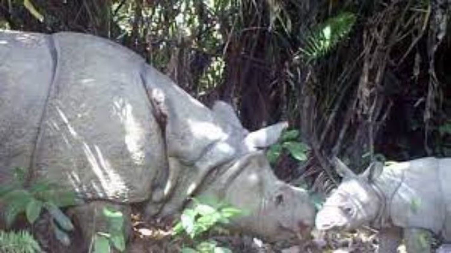 DE LOS MAMÍFEROS MÁS AMENAZADOS: avistan en Indonesia dos crías de rinoceronte de Java