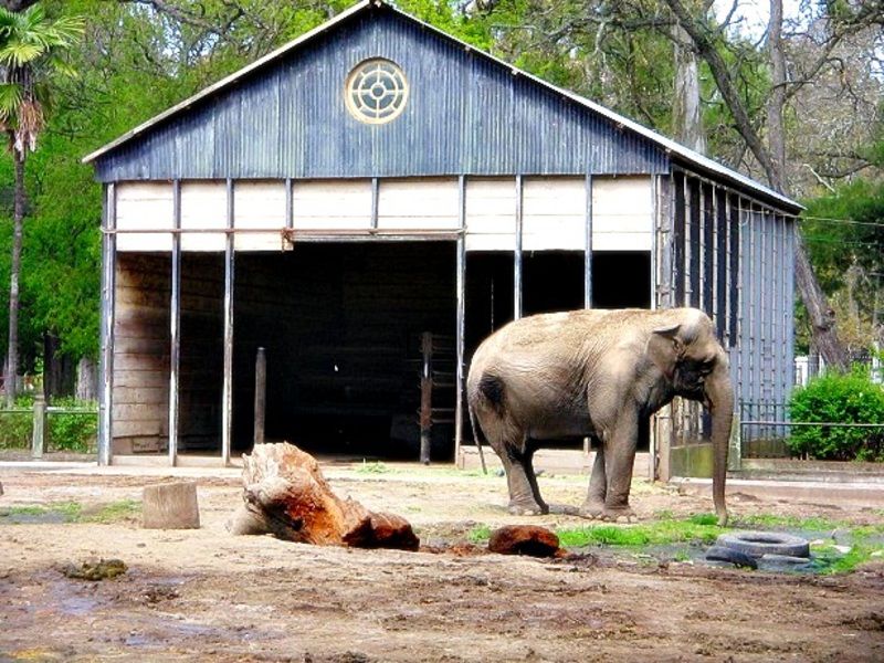 La Plata: Garro aseguró que el Zoológico "dejará de ser un lugar de encierro"