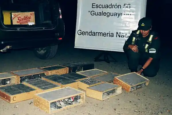 Liberaron 225 aves y un carpincho secuestrados en la Ruta 12
