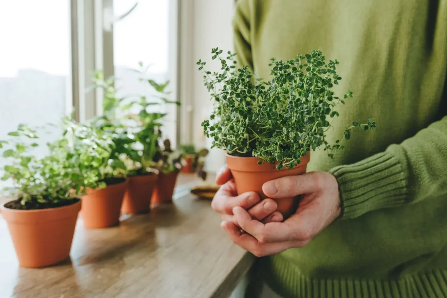 Plantas aromáticas como cedrón, lavanda, citronela, romero y menta, aliadas naturales para ahuyentar mosquitos en el hogar y el jardín.