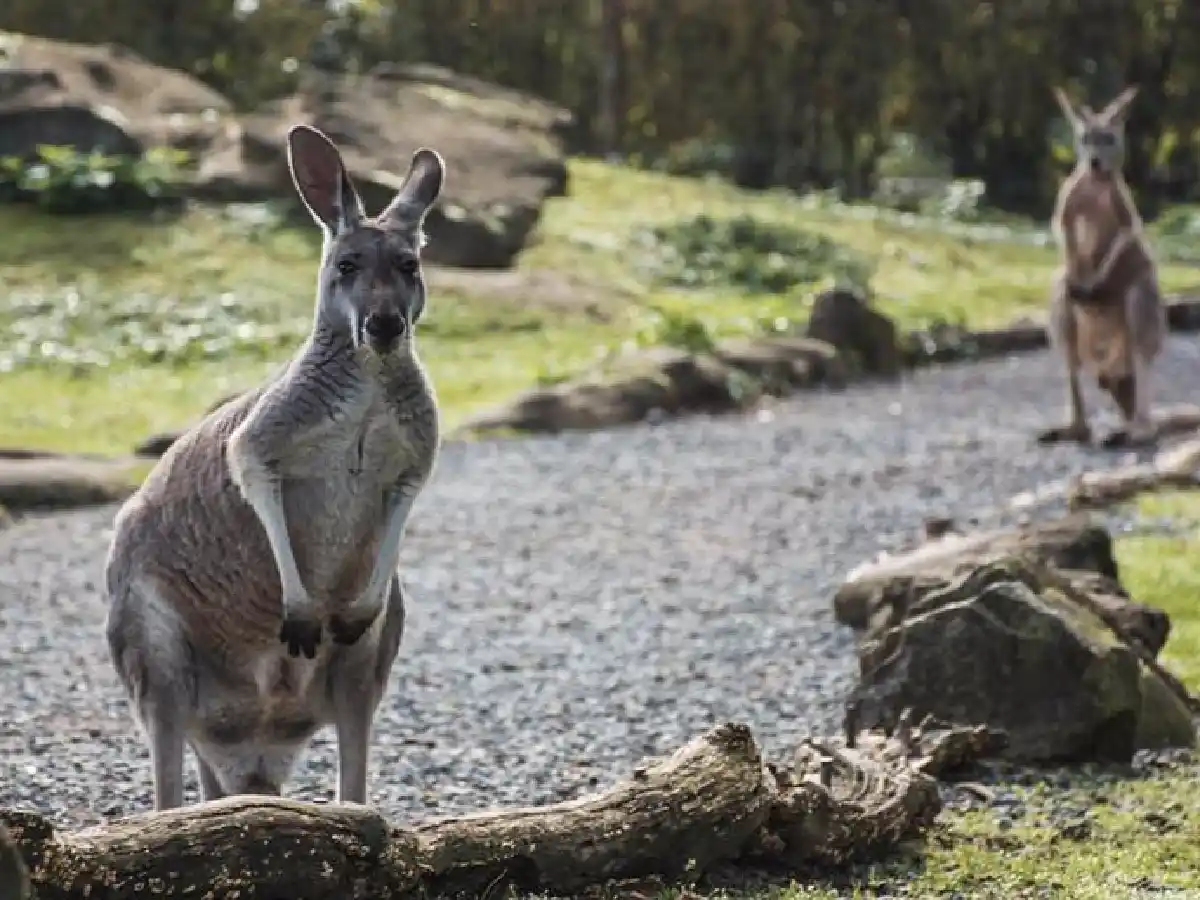 Visitantes de un zoo chino matan a una canguro a pedradas