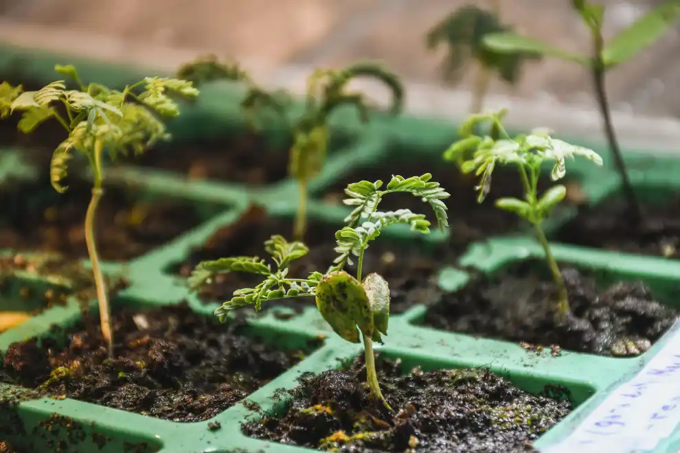 desde hace cuatro años se viene realizando la selección de plantas madres.