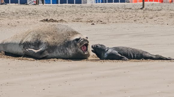 Realizan guardias para que la gente no se acerque a la cría de elefante marino y facilitar el amamantamiento