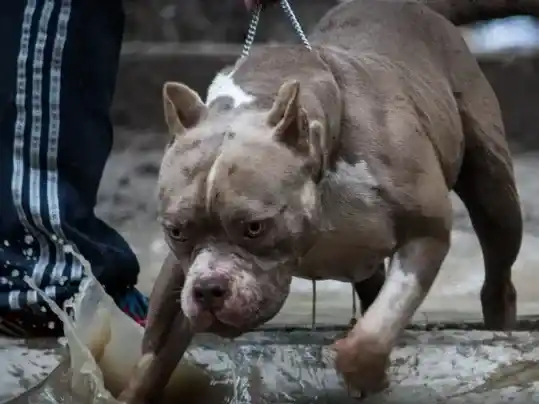 Tres pitbull atacaron a un nene de 9 años: está internado en grave estado