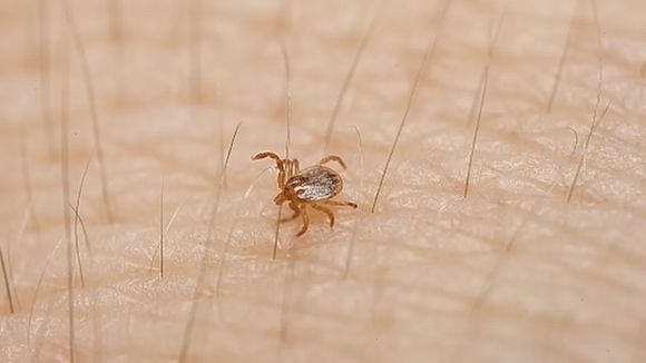 Detectan en Entre Ríos una garrapata con potencial riesgo para la salud humana