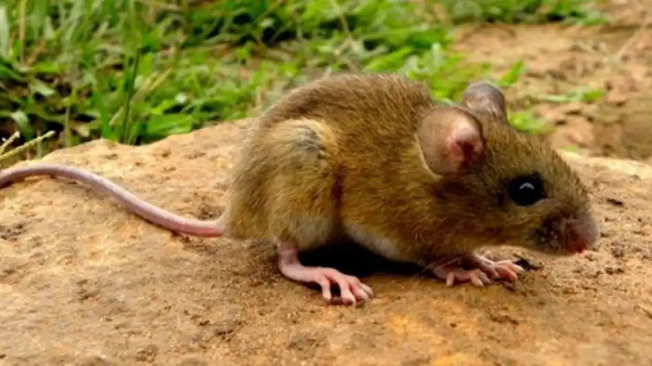 Dos nuevos contagios de hantavirus en La Plata