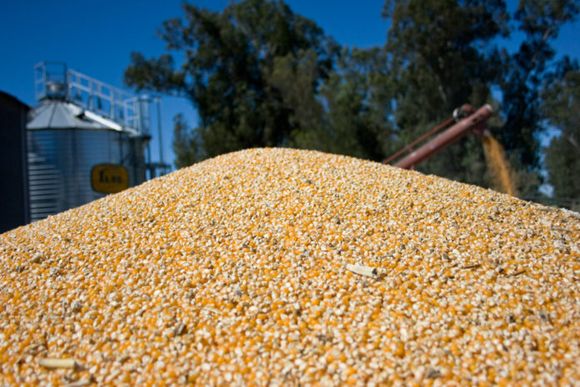 Oficializan el nuevo dólar agro para el maíz y extienden el límite de toneladas para exportar