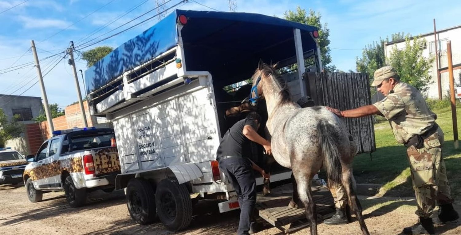 Secuestraron cuatro caballos sueltos en el camino a Costa Uruguay Sur